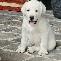 Mountain - Yellow male Labrador Retriever puppy in Gaffney, South Carolina from Circle D Farms