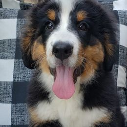 Bernese Mountain Dogs and Golden Retrievers from Bertke AKC Golden Retrievers and Bernese Mountain Dogs