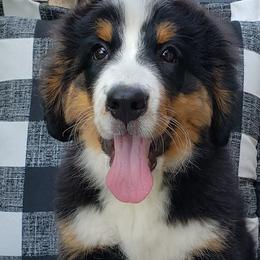 Bernese Mountain Dogs and Golden Retrievers from Bertke AKC Golden Retrievers and Bernese Mountain Dogs