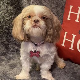 Shih Tzus from Puppy Paw Prince