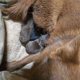 Tbd - Black male Schipperke puppy in Randsburg, California from Light's Family Farm & Schipperke Ranch