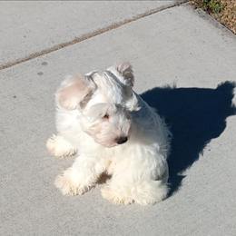 Mr Big - Wheaten male Miniature Schnauzer puppy in Shoshone, Idaho from Debra Kruse's Miniature Schnauzers