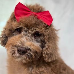 Smudge - Merle female Goldendoodle puppy in Afton, Oklahoma from C5 Doodles