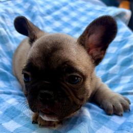 Caleb - Fawn and white male French Bulldog puppy in Greenfield, Missouri from Hope Mountain French Bulldogs