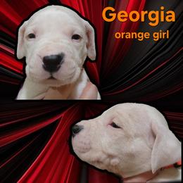 Girl 3 - orange girl - White female Dogo Argentino puppy in Blythe, California from Dogos del Gran Reino