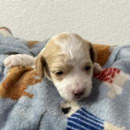 King Duncan (dunk) - Red male Havanese puppy in North Richland Hills, Texas from A Royal Havanese Court