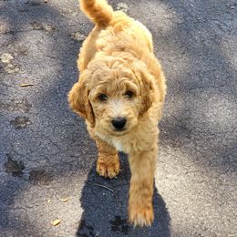 Goldendoodle Puppies from Lucky's Doodlez