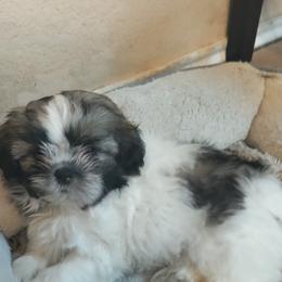 Shih Tzu Puppies from R&R Shih-Tzus