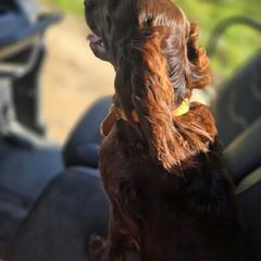 Boykin Spaniel and English Springer Spaniel All Grown Up from 31 Pines Springers & Retrievers