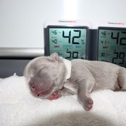 French Bulldog Puppies from Floofie Frenchies