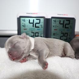French Bulldog Puppies from Floofie Frenchies