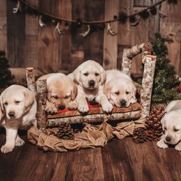 Labrador Retriever Puppies from Prince Labradors