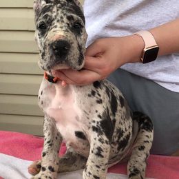 Great Dane Puppies from Ellenni Danes