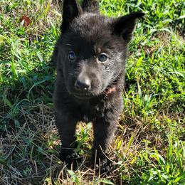 German Shepherd Puppies from Woodhill K9