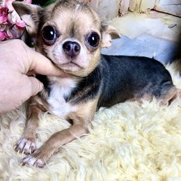 Thumb - Chihuahua