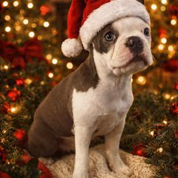 Boston Terrier and Rat Terrier Puppies from Sugar Baby Bostons