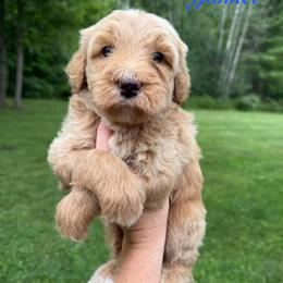 Yankee - Red male Bernedoodle puppy in Midland, Michigan from Northern Charm Farm