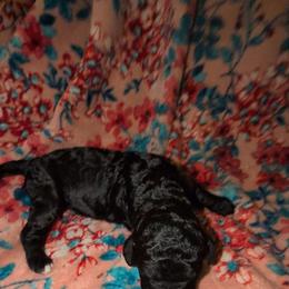 Ginny - Black female Sheepadoodle puppy in Austin, Texas from Darling Doodles