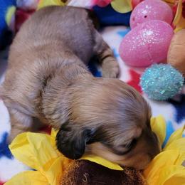 Apollo - Sable male Dachshund puppy in Terlton, Oklahoma from CLARK'S BREEDING PROGRAM