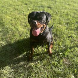 Azra - Black and mahogany female Rottweiler puppy in Lima, Ohio from Vom Hause Bishop