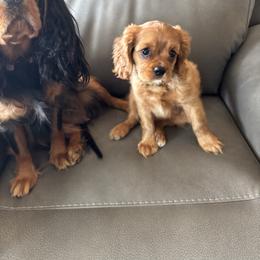 Cavalier King Charles Spaniel Puppies from Crosby's Cavaliers