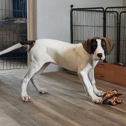 Goody - Fawn female Great Dane puppy in Bay City, Michigan from Monarch Danes