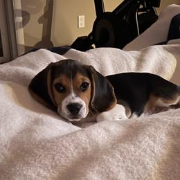 Beagle puppies from Leslie Beagles of Leslie Farm