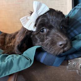 Acadia - Chocolate female Labradoodle puppy in Lubbock, Texas from Lucky Labradoodles