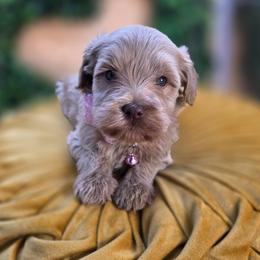 Flora - Apricot female Goldendoodle puppy in Decatur, Tennessee from Diamond's Doodles