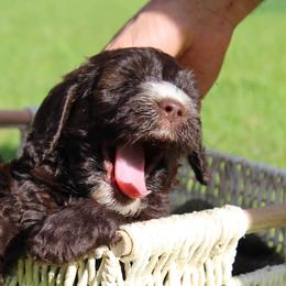 Australian Labradoodle Puppies from Harmony Labradoodles