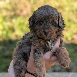 Shawn - Merle male Cavapoo puppy in Coshocton, Ohio from Forever Family Puppies