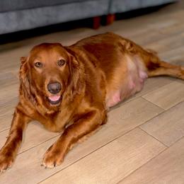 Golden Retriever and Miniature Australian Shepherd All Grown Up from Raised Right Pups