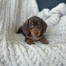 Chocolate and tan female two - Chocolate and tan female Dachshund puppy in Blackstone, Virginia from Cheyenne's Dachshunds