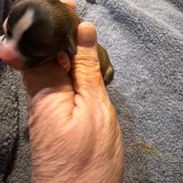 Sofia - Black sabled fawn female Chihuahua puppy in Seneca, Missouri from Stephanie’s Puppy Colony