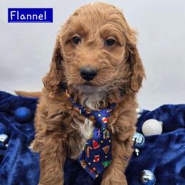 Flannel - Apricot male Goldendoodle puppy in Neillsville, Wisconsin from Granton Creek