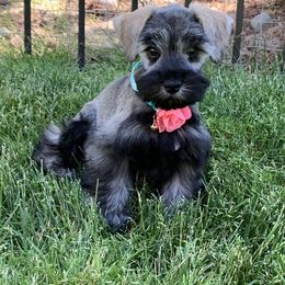 Miniature Schnauzer Puppies from Star Schnauzers