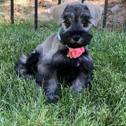 Miniature Schnauzer Puppies from Star Schnauzers