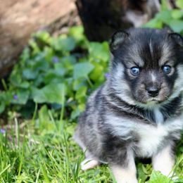 Pomeranian and Pomsky Puppies from Husky Hill Kennel