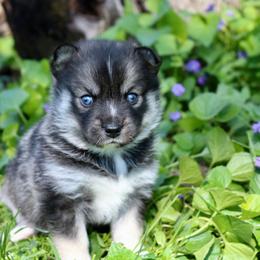 Pomeranian and Pomsky Puppies from Husky Hill Kennel