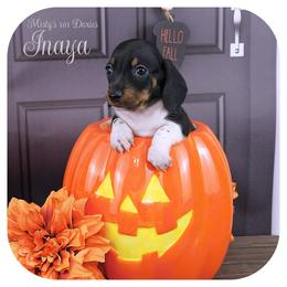 INAYA - Reserved - Black and tan female Dachshund puppy in Graceville, Florida from Misty's 101 Doxies