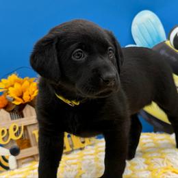Yellow - Black female Labrador Retriever puppy in Heath Springs, South Carolina from Rich Hill Retrievers