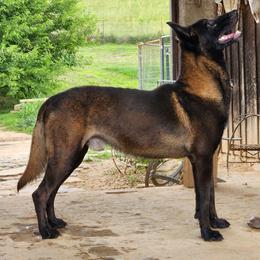 Machete - Mahogany male Belgian Malinois puppy in Elizabethton, Tennessee from Forever Family K9
