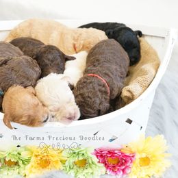 Goldendoodle and Sheepadoodle Puppies from The Farms Precious Doodles