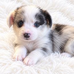 Dusty - Blue merle and white male Cardigan Welsh Corgi puppy in Kerens, West Virginia from Leather & Lace