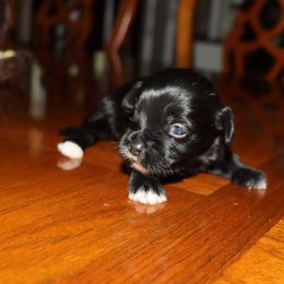 Boy 3 - male Havanese puppy in Hamptonville, North Carolina from Alabama Havanese Kennel