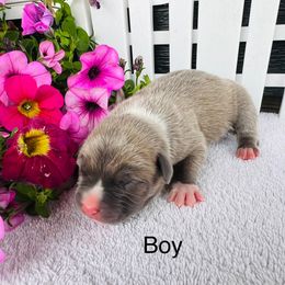 American Pit Bull Terrier and Greyhound Puppies from West Winds American Pit Bull Terriers