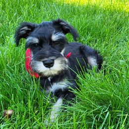 Ernie - Miniature Schnauzer puppy from Bearded Dynasty Schnauzers