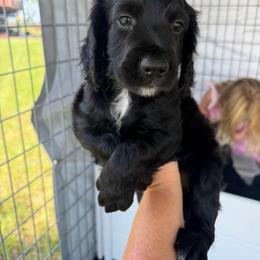 Boy 1 - Black male English Cocker Spaniel puppy in Millen, Georgia from Pine Hill Kennels