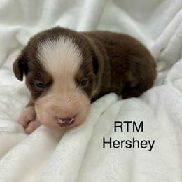 Boy 5 - Red tri male Miniature Australian Shepherd puppy in Roseville, California from Golden State Mini Aussies