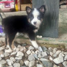 Astronaut - Black tri female Miniature Australian Shepherd puppy in Interlachen, Florida from Lucky Bones Miniature Australian Shepherds
